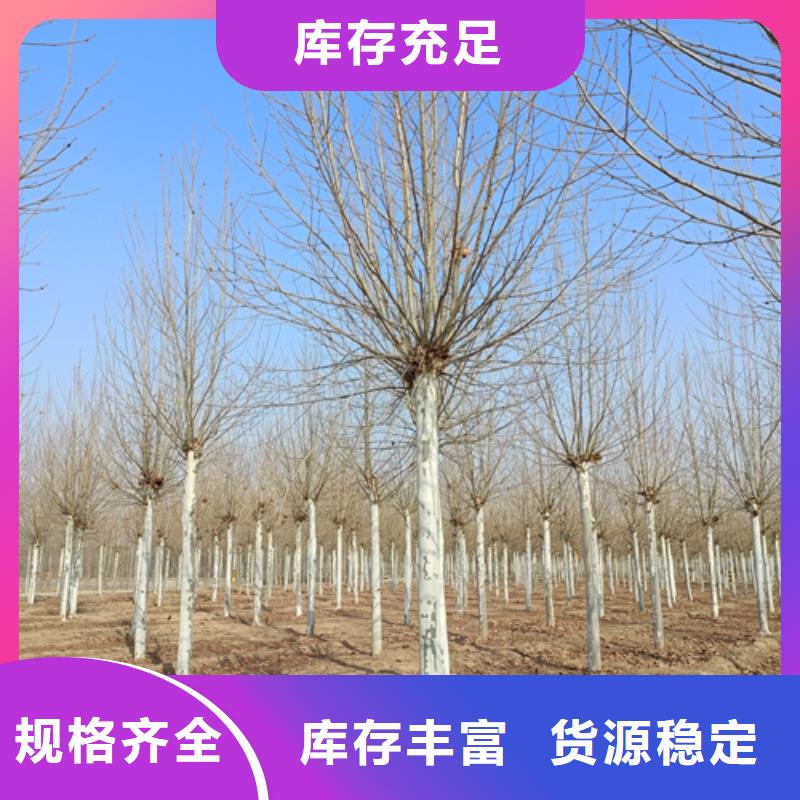法桐美國紅楓廠家