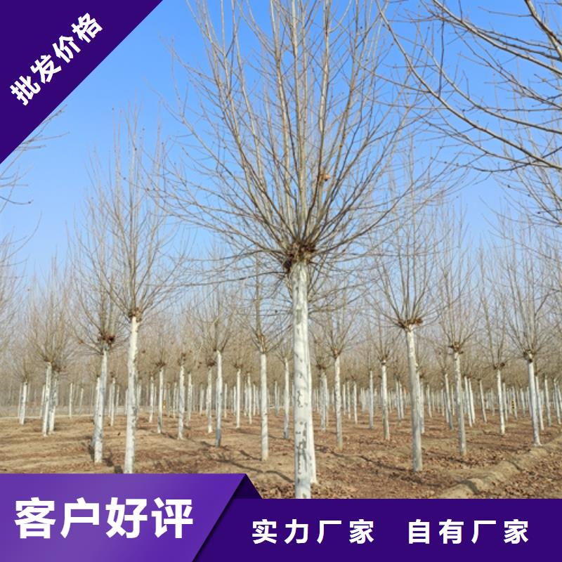 法桐實(shí)力過(guò)硬廠家