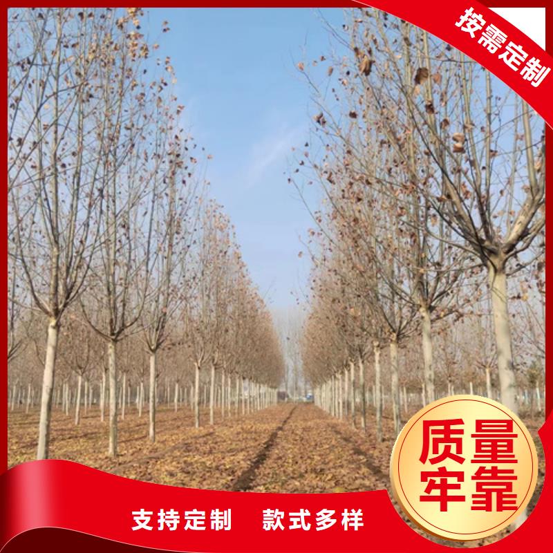 速生法桐-速生法桐基地
