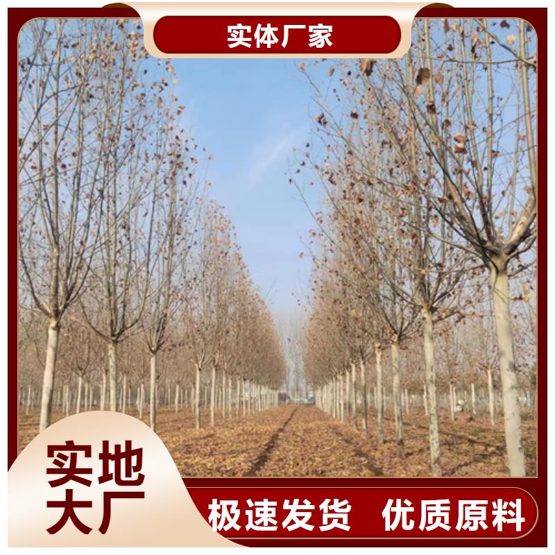 法桐質量放心綠化苗木