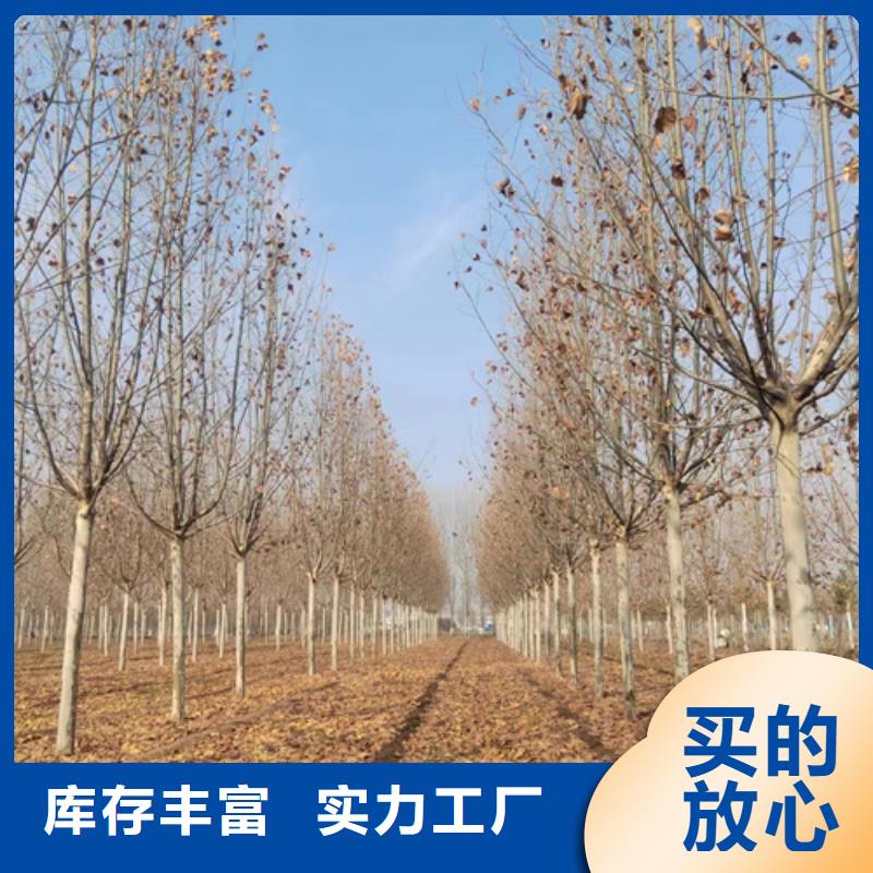 規格齊全的法桐基地
