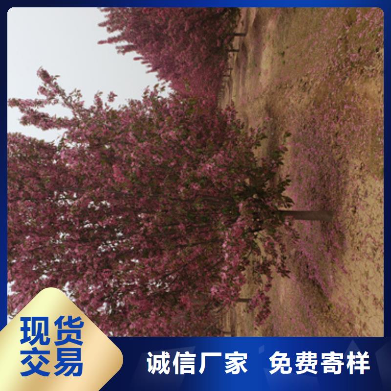 造型法桐供應商報價