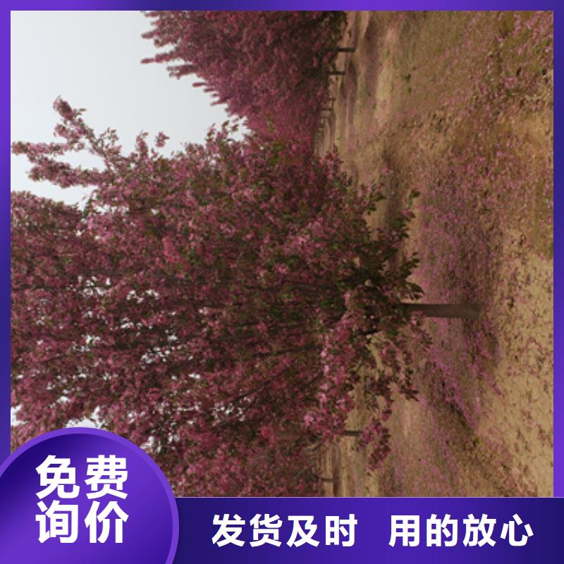 造型法桐加工效果好