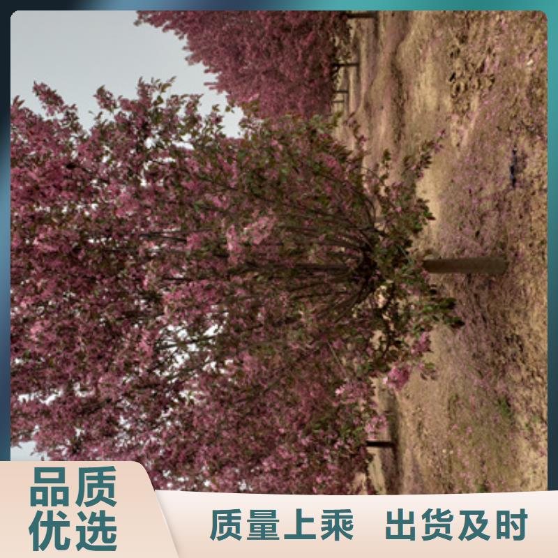造型法桐-用的放心