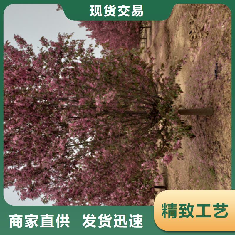 法桐小苗貨源充足苗木基地