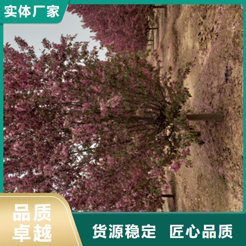 法桐訂購找大品牌