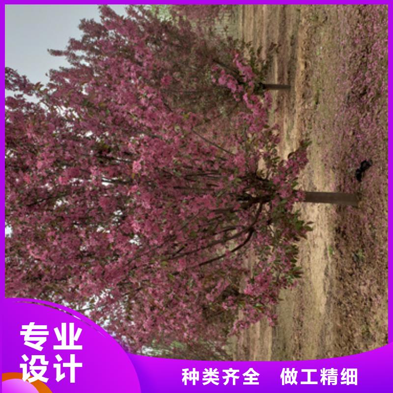 造型法桐擇優(yōu)苗木基地