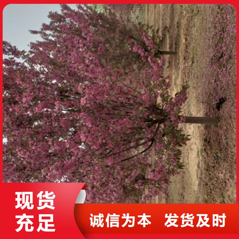 五角枫视频-潘集|田家庵|宿州|黄山|淮北|滁州|马鞍山|亳州翌昊五角枫_ 翌昊苗木种植基地(淮南市分公司)