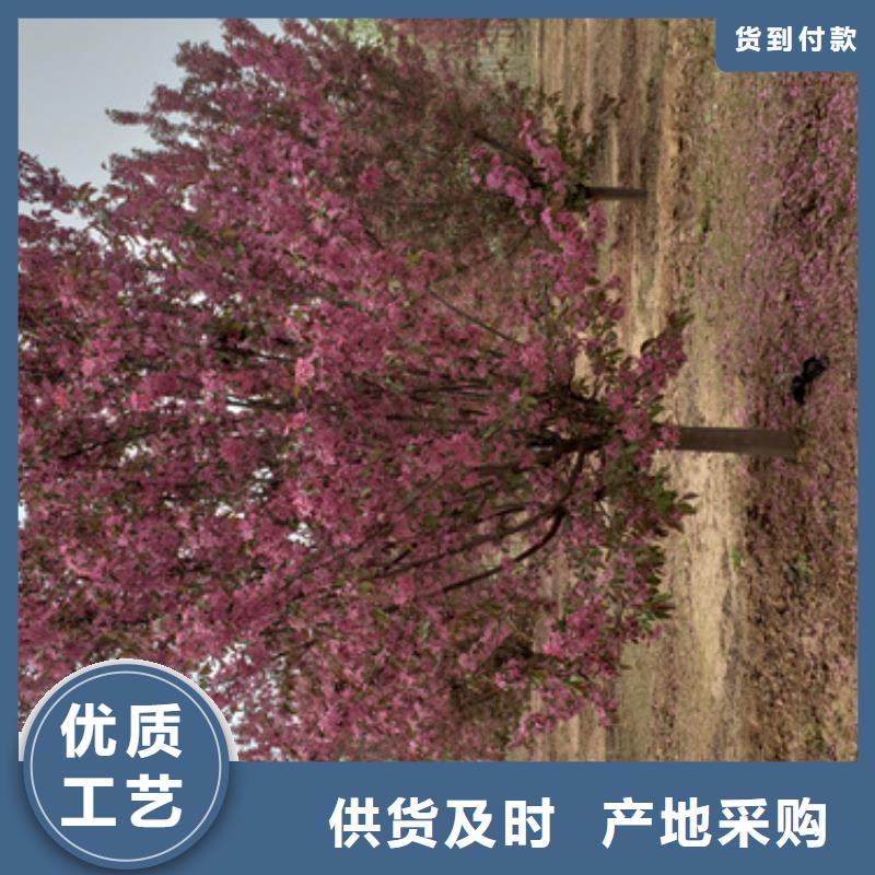 廠家直銷造型法桐廠家