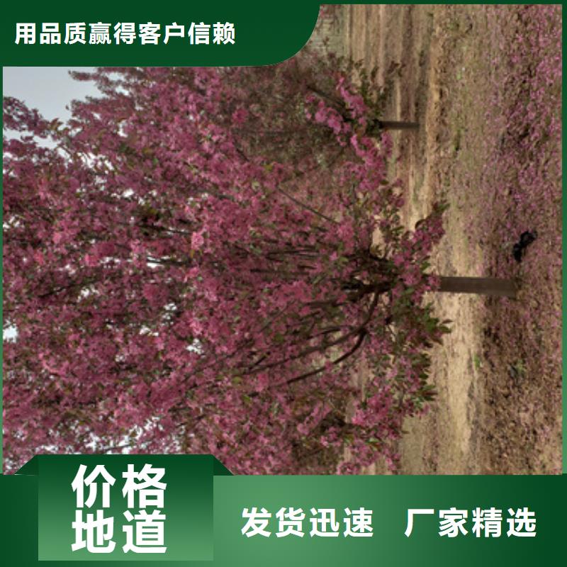 造型法桐暢銷全國綠化喬木