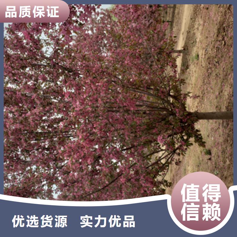 造型法桐生產商_翌昊苗木種植基地