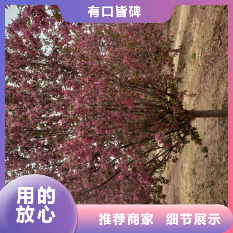 造型法桐按需定制