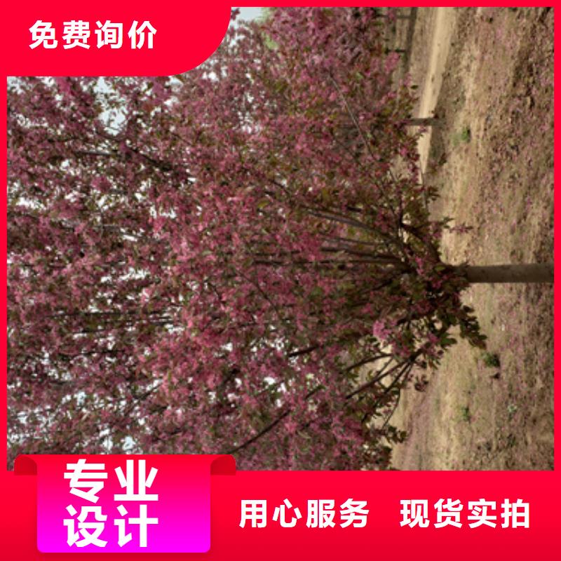 法桐黃金槐庫存齊全廠家直供