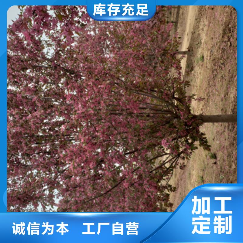 法桐定制