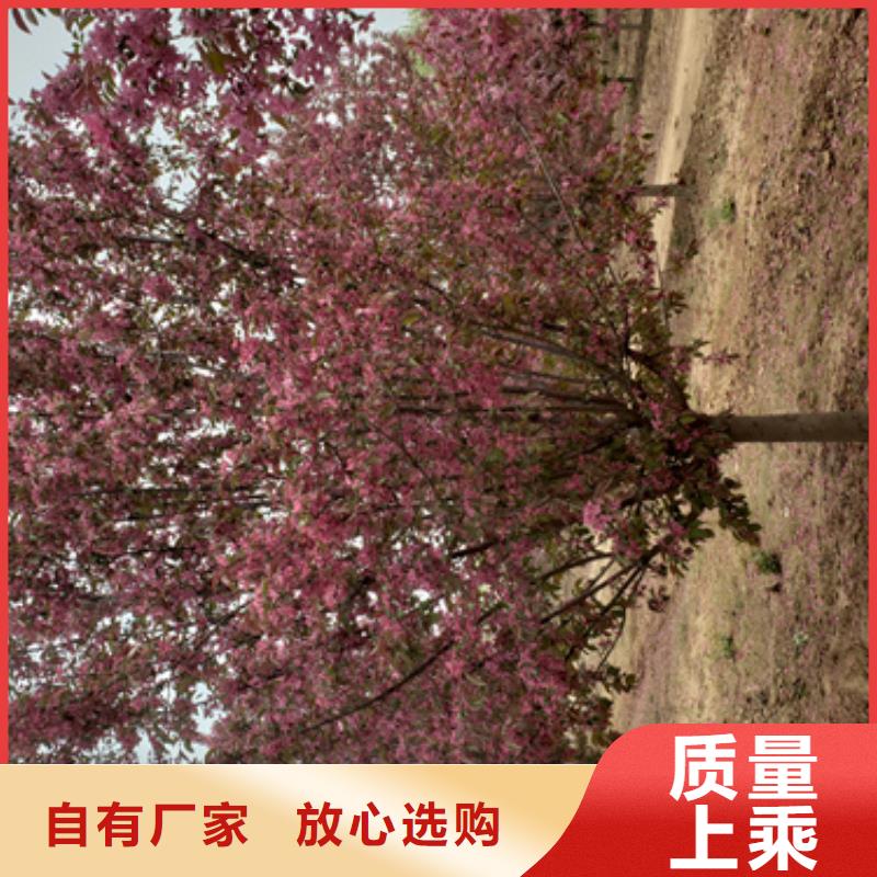 速生法桐價格合理