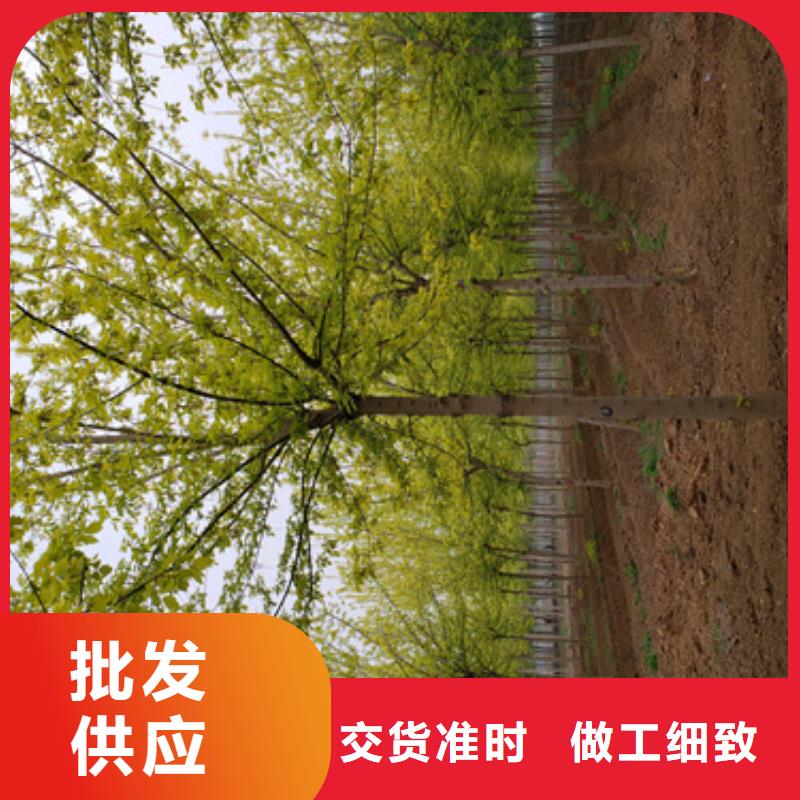 現(xiàn)貨供應(yīng)速生法桐_誠(chéng)信企業(yè)