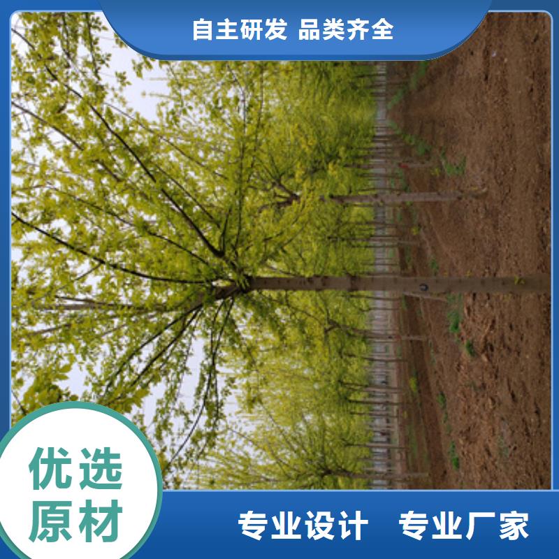 法桐_國槐優良工藝