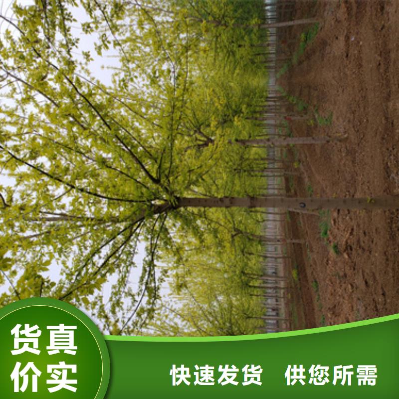 法桐種植基地綠化苗木