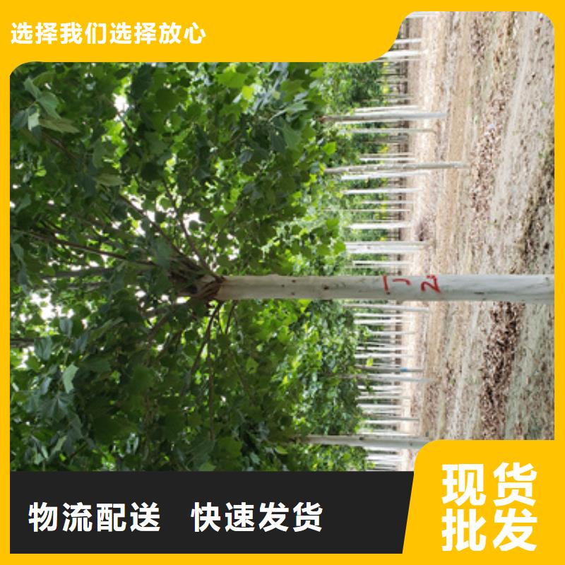 法桐_黄金槐按需设计