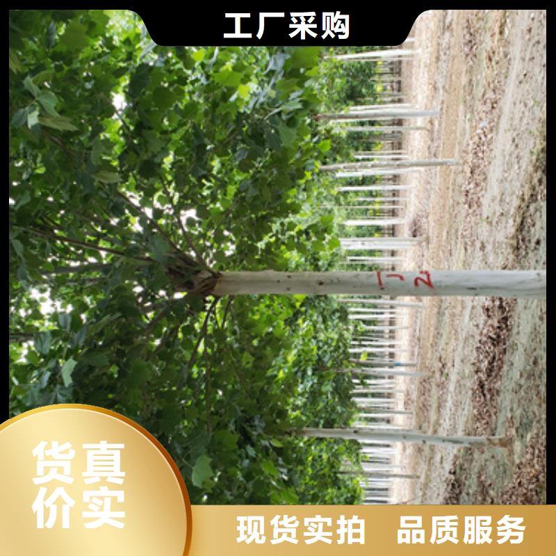 現貨供應造型法桐_廠家/供應