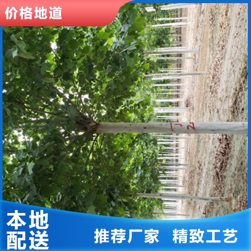 速生法桐現貨質量好