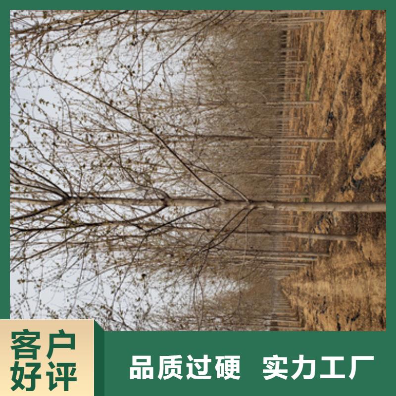 速生法桐廠家及時發貨