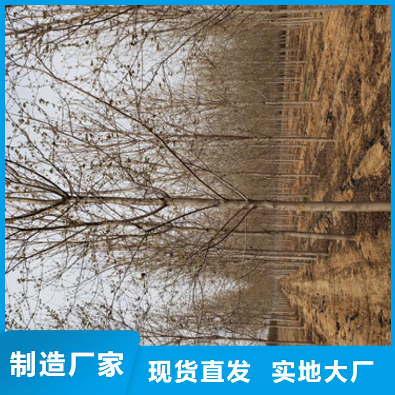 法桐價格暢銷全國綠化苗木