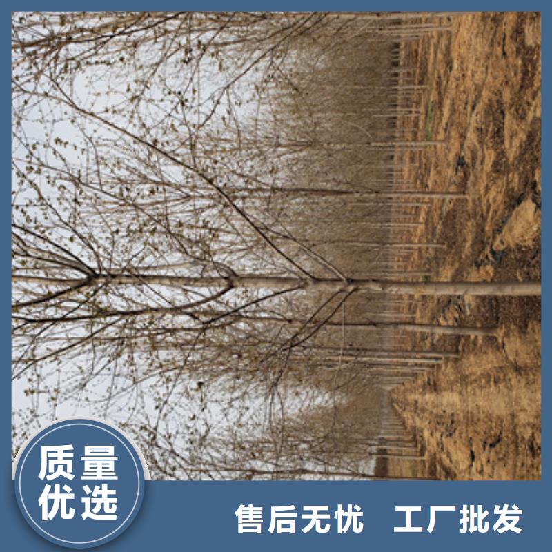 生產銷售#法桐#的廠家
