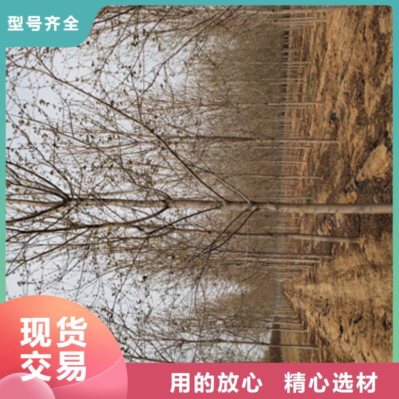 法桐國槐種類豐富