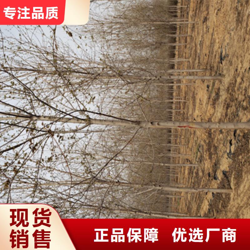 賣速生法桐的公司
