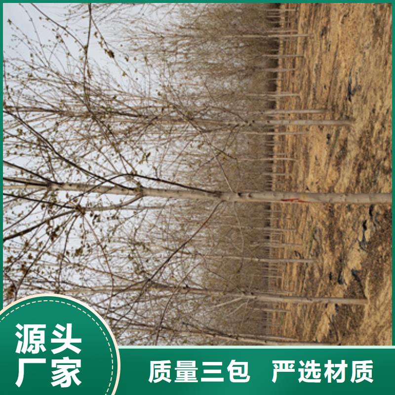 法桐金叶白蜡现货批发