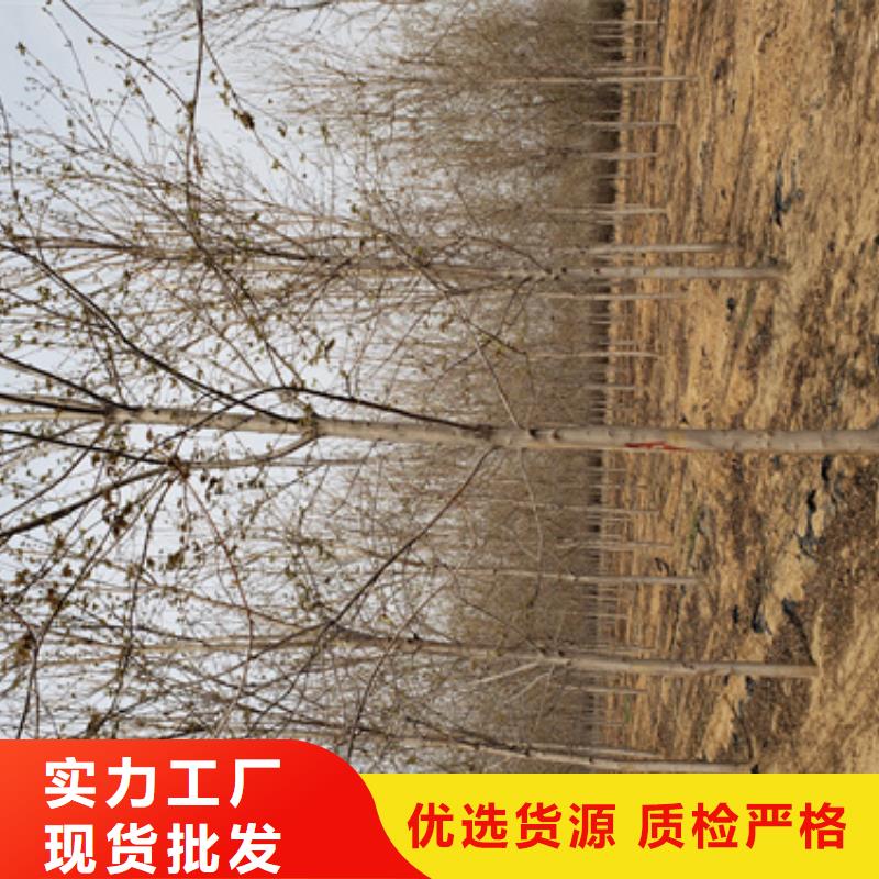 法桐現(xiàn)貨齊全苗木基地