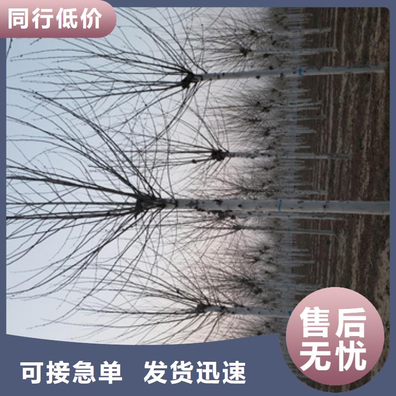 法桐小苗貨源充足綠化喬木