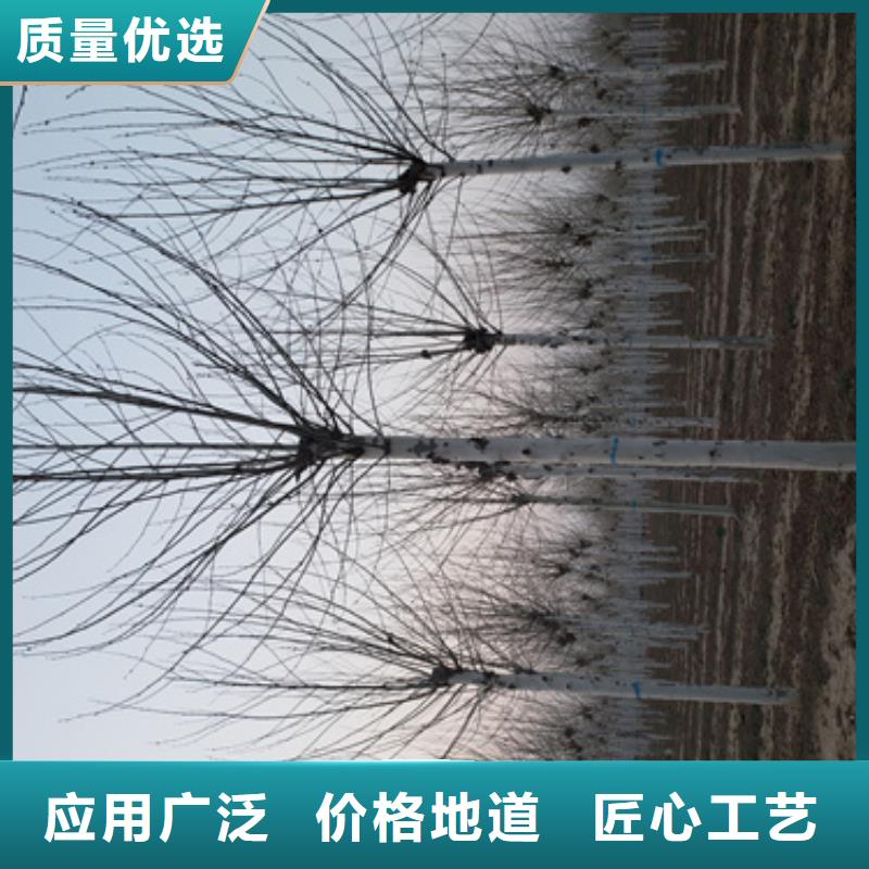 法桐現(xiàn)貨直供苗木基地