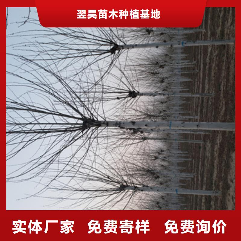 法桐美國紅楓廠家質量過硬
