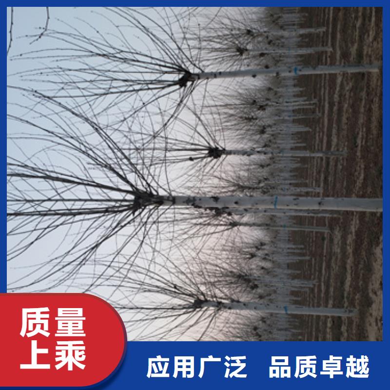 法桐誠(chéng)信企業(yè)綠化苗木