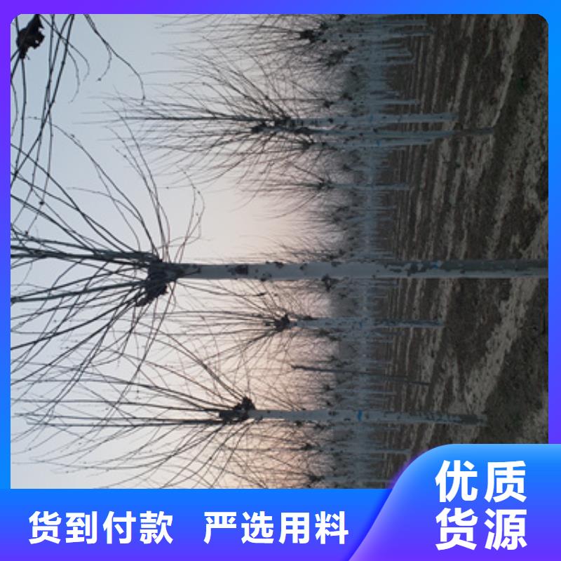 【法桐】金葉白蠟同行低價
