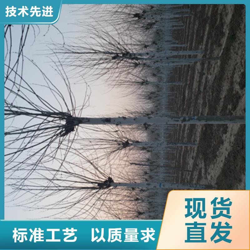 選購速生法桐找翌昊苗木種植基地