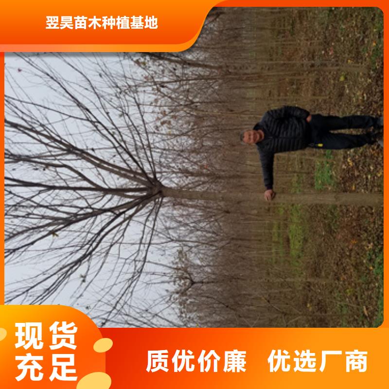 【 法桐 五角枫匠心工艺】 翌昊苗木种植基地(珠海市分公司)