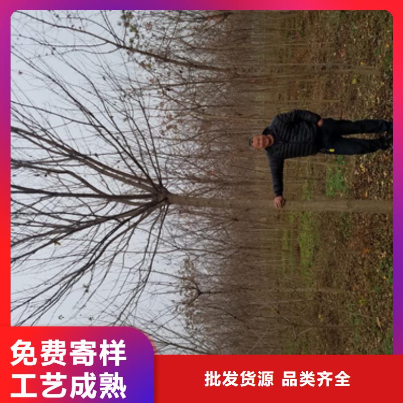 【法桐國槐工藝層層把關】