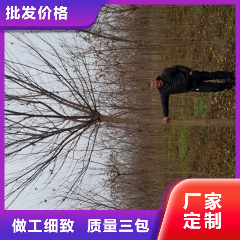法桐美國紅楓廠家質量過硬