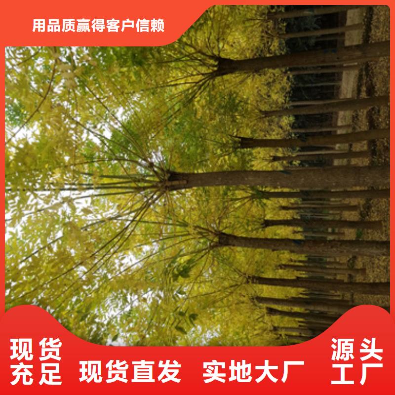 法桐_五角楓產地采購