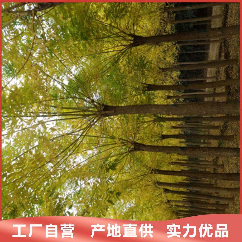 法桐誠(chéng)信經(jīng)營(yíng)現(xiàn)貨現(xiàn)發(fā)