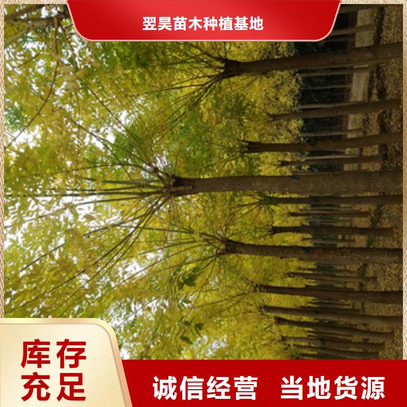 供應法桐廠家