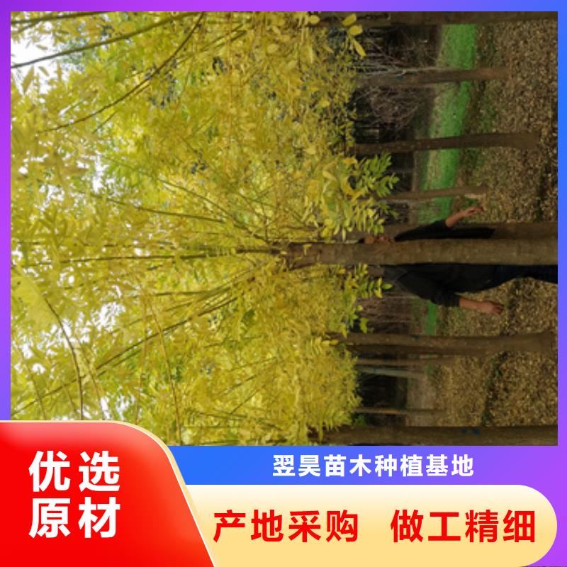 法桐小苗廠家技術領先