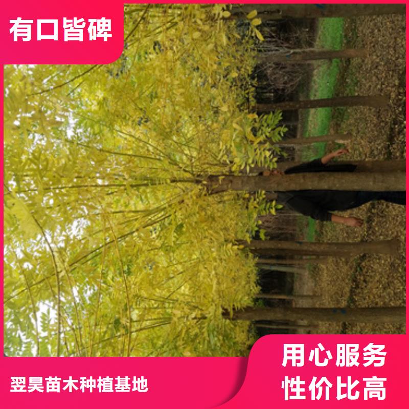 法桐_五角楓按需定做