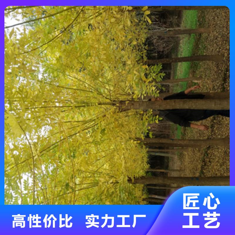 法桐-金葉槐品質可靠
