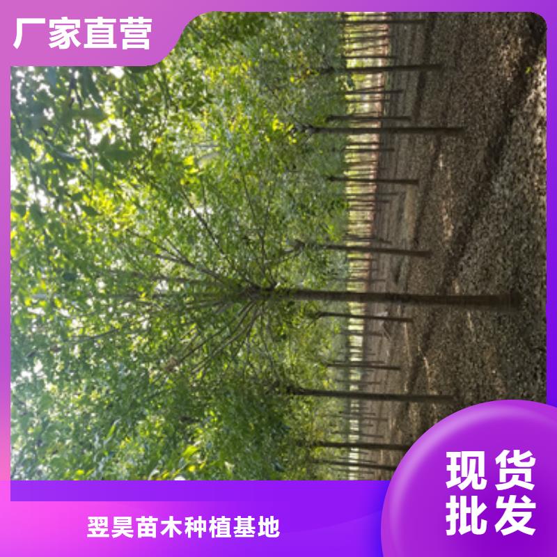 法桐排行