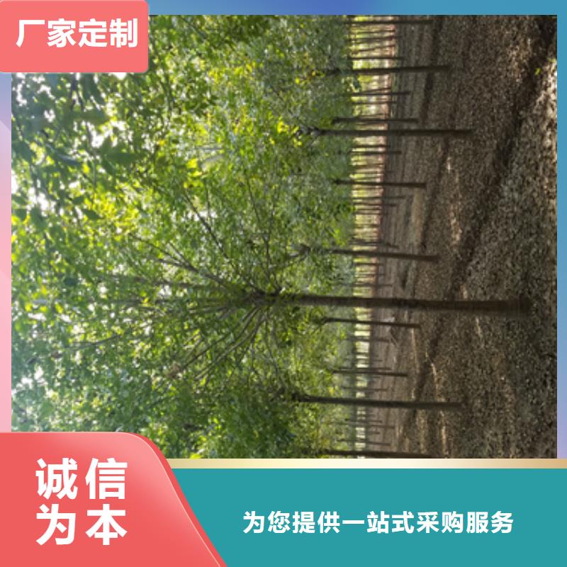 法桐小苗貨源充足綠化喬木