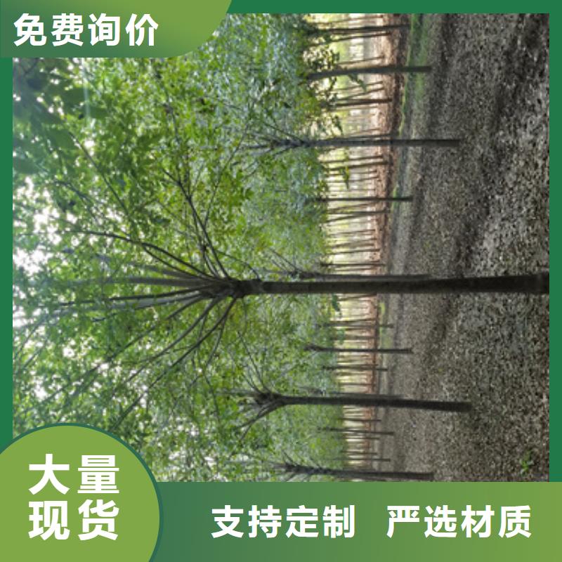 法桐國槐種類豐富